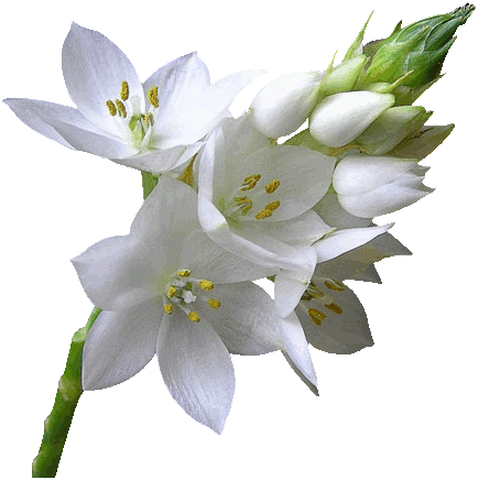 Brokatowe, piękne lilie